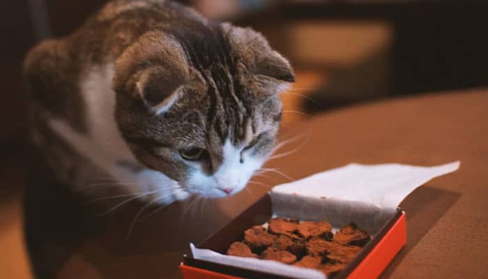 Qué Pasa si le Das Chocolate a un Gato