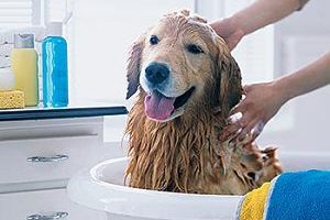 ➤ 3 Shampoos para combatir la sarna en perros