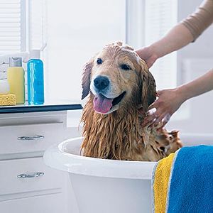 Shampoo para sarna en perros