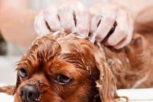 ➤ Cómo se cura la sarna en los perros con tratamientos
