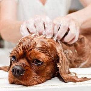 cómo se cura la sarna en perros