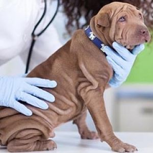 cómo se diagnostica la sarna en perros