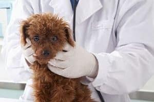 ➤ Cómo Se Diagnostica La Sarna En Perros