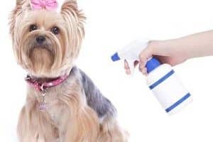 ➤ 3 Tratamientos Tópicos Para La Sarna En Perros