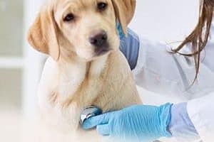 ➤ 7 Enfermedades que Producen las Garrapatas en Perros