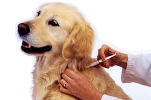 ➤ Mejores Inyecciones Para Eliminar Las Garrapatas En Perros