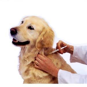➤ Mejores Inyecciones Para Eliminar Las Garrapatas En Perros