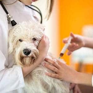 Inyecciones para garrapatas en perros