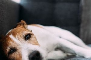 ➤ ¿La leishmaniasis En Perros Tiene Cura? ¿Si o no Y Por qué?