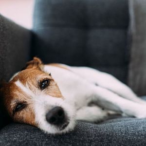➤ ¿La leishmaniasis En Perros Tiene Cura? ¿Si o no Y Por qué?
