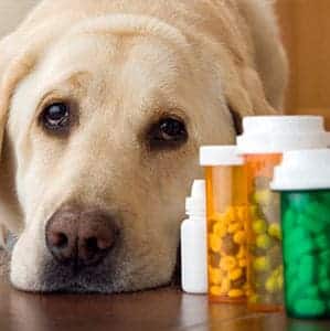 pastillas para leishmaniasis en perros