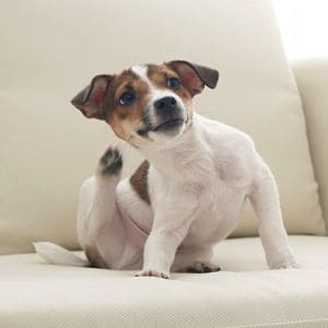 Remedios caseros para garrapatas en perros