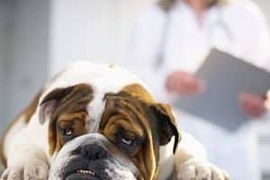 ➤ 10 Síntomas Comunes de un Perro con Moquillo Canino