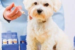 ➤ ¿Existe vacuna para el moquillo canino?