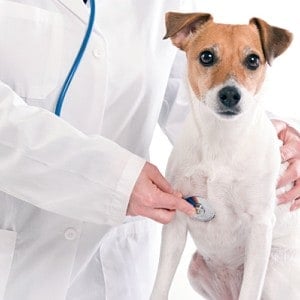 cómo se contagia la leishmaniasis en perros
