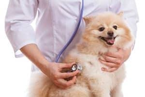 ➤ Cómo Se Diagnostica El Moquillo En Perros