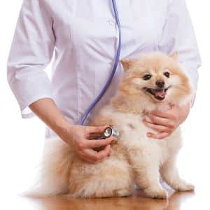 cómo se diagnostica el moquillo en perros