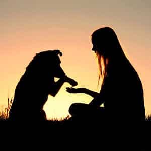 contagio de la leishmaniasis de perros a humanos
