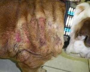 Tratamiento Para la Dermatitis en Perros