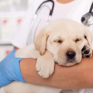 efectos de la leishmaniasis en perros