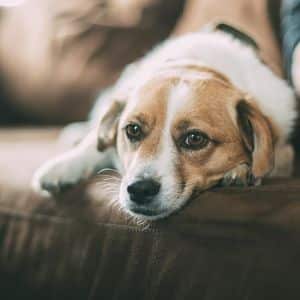 ➤ Efectos Que Puede Causar La Leishmaniasis En Tu Perro