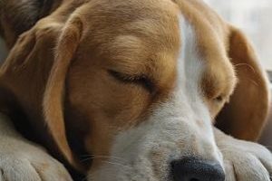 ➤ ¿Que es la leishmaniasis en perros? Causas, Síntomas