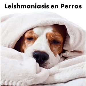 leishmaniasis en perros en pdf