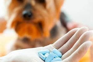 ➤ Medicamentos Para Combatir El Moquillo Canino ¿ Funcionan o no?