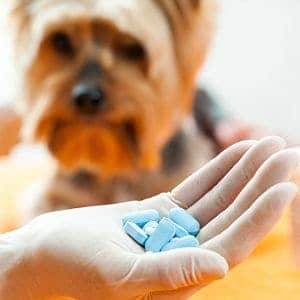 medicamentos para el moquillo canino