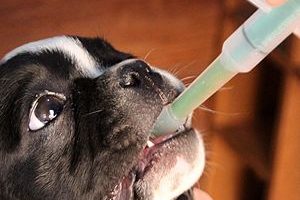 ➤ Principales Fármacos en el Tratamiento Para la Dermatitis en Perros
