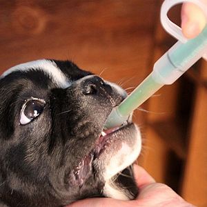 ➤ Principales Fármacos en el Tratamiento Para la Dermatitis en Perros