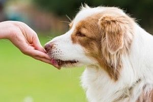 ➤ 3 Tipos De Pastillas Para Combatir Las Garrapatas En Perros