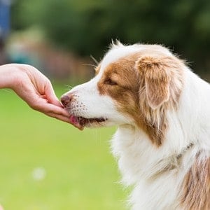 ➤ 3 Tipos De Pastillas Para Combatir Las Garrapatas En Perros