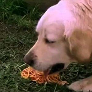 Perro vomita comida sin digerir