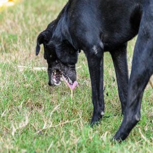 ➤ Tipos De Vómitos En Perros. Causas Y Tratamiento