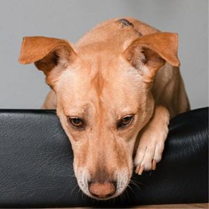 síntomas de la leishmaniasis en perros