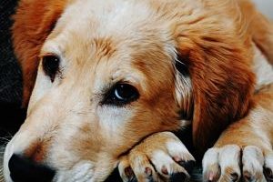 ➤ Los 2 Tipos De Leishmaniasis En Perros Más Comunes