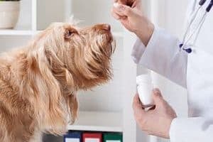 ➤ Tratamiento Veterinario De La Leishmaniasis En Perros