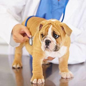 tratamiento de la leishmaniasis en perros