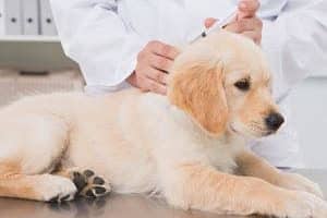 ➤ 2 Vacunas De La Leishmaniasis En Perros Disponibles En El Mercado