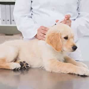 vacunas de la leishmaniasis en perros