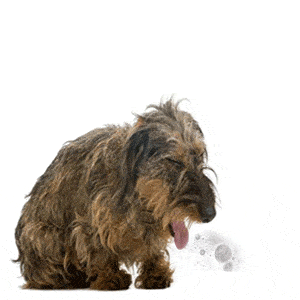 ➤ Mi Perro Vomita Espuma Blanca Y Tiembla. Causas Y Tratamiento