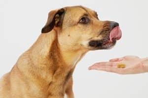 ➤ Antibióticos Para La Diarrea En Perros Más Utilizados