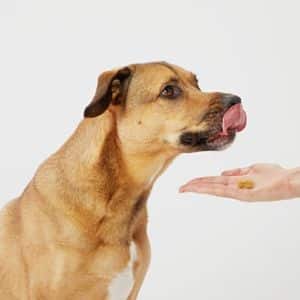 Antibióticos para la diarrea en perros