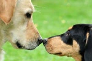 ➤ ¿Cómo se contagia la conjuntivitis en los perros?