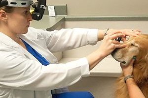 ➤ Cómo Se Hace El Diagnóstico De La Conjuntivitis En Perros