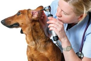 ➤ ¿Cómo Se Hace El Diagnóstico De La Otitis En Perros?