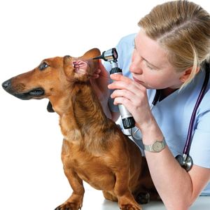 Diagnóstico De La Otitis En Perros
