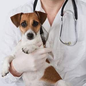 Diagnóstico De Parásitos En Perros
