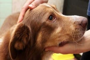 ➤ Tratamiento Para La Epilepsia En Perros: Medicamentos Antiepilépticos Y Sus Efectos